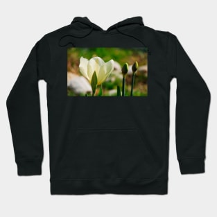 Yellow Tulips and Buds Hoodie